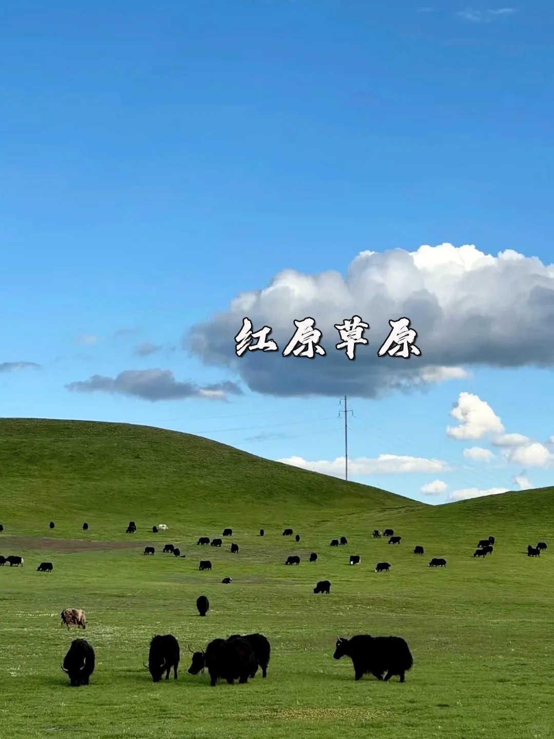 阿坝——红原草原，铺展在天地间的壮美史诗_2_乐乐旅行记_红原草原-来自52tours 我爱旅游网